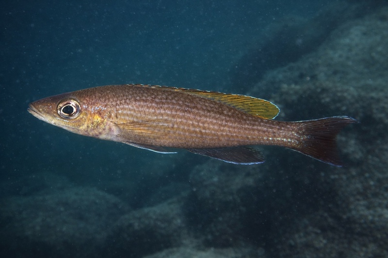 Paracyprichromis brieni 'Uvira'